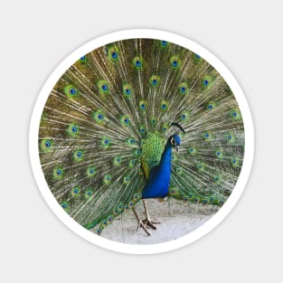 Peacock Magnet